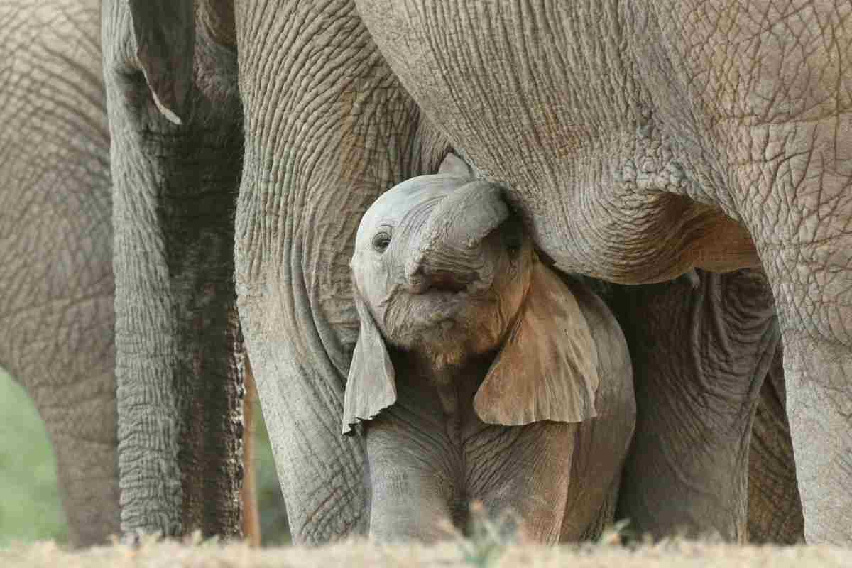 Santuari per elefanti da visitare