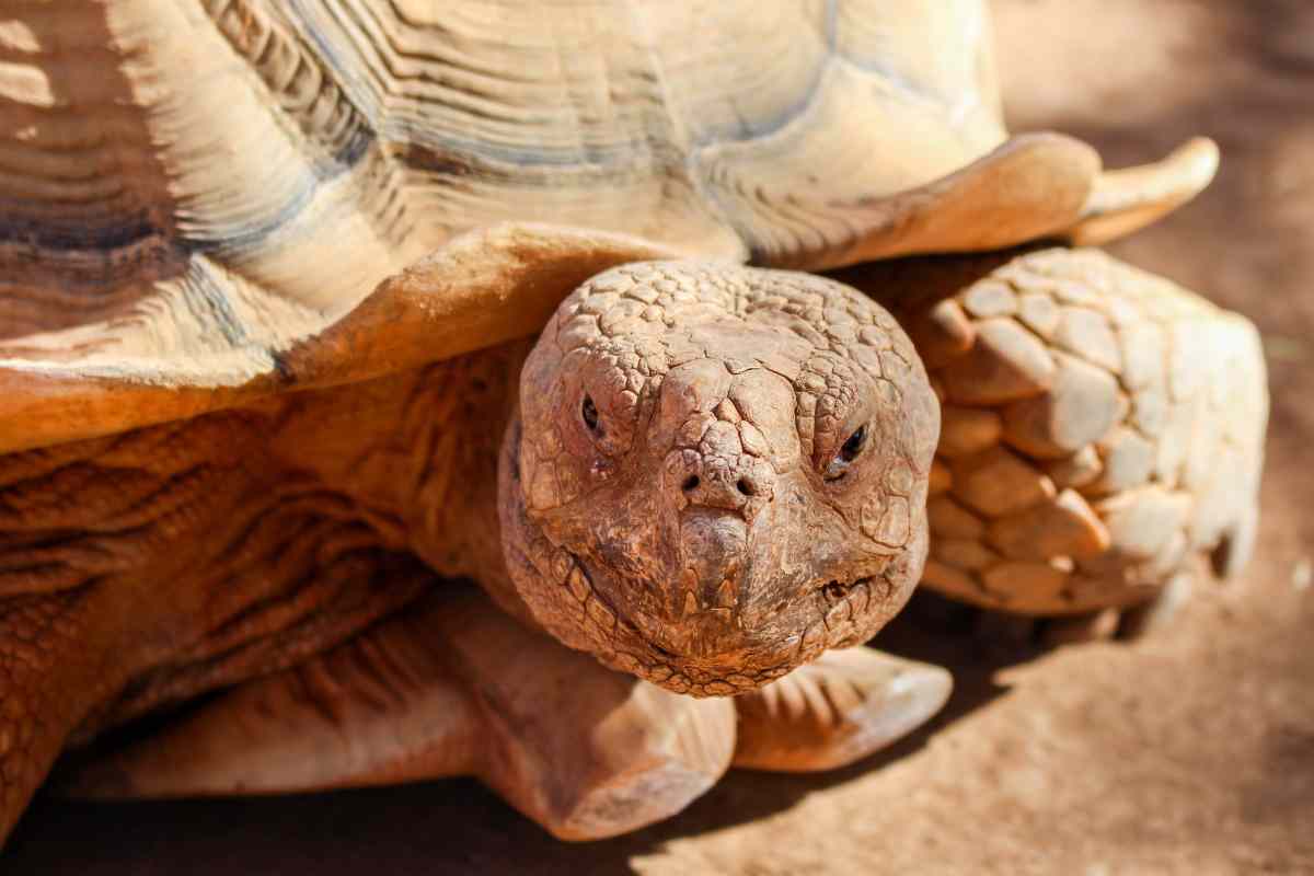 santuari per le tartarughe di terra, ce n'è uno in africa